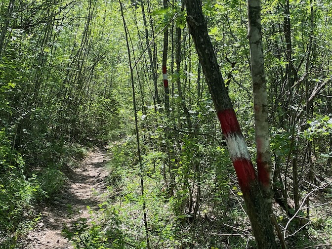 Vodno tree markings