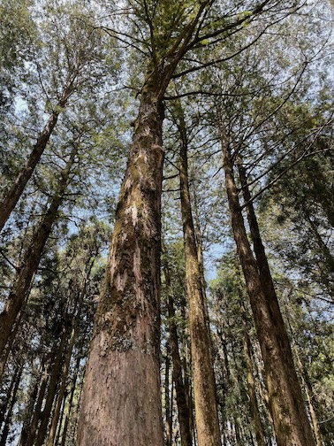 Tree in Alishan