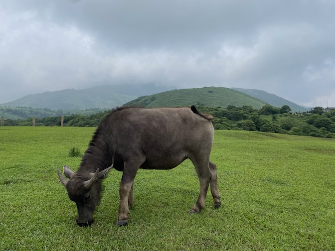 Qingtiangang Grassland water buffalo