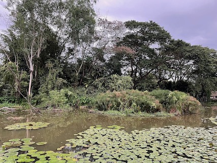 The lake at Saikaew Resort in Chiang Rai